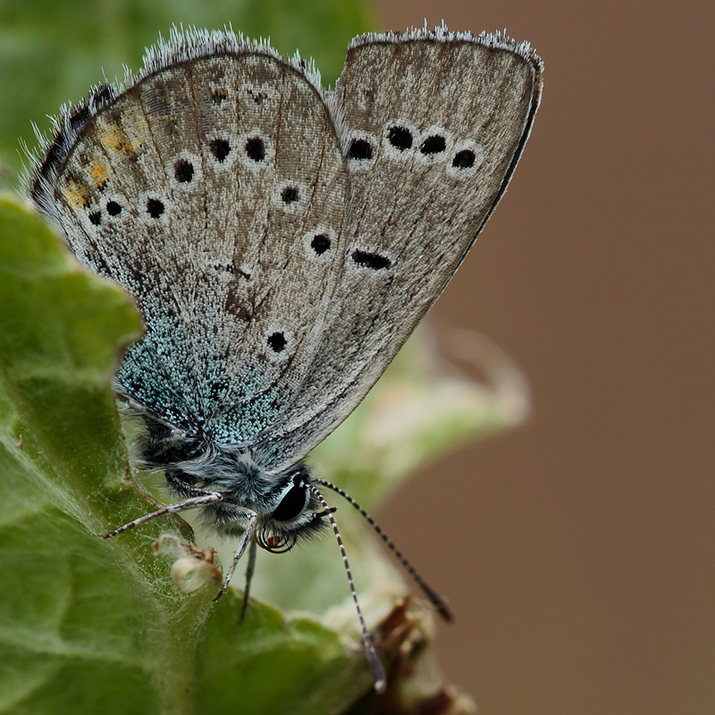 Cyaniris semiargus (antiochenus)