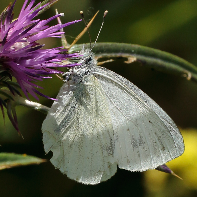 Pieris persis