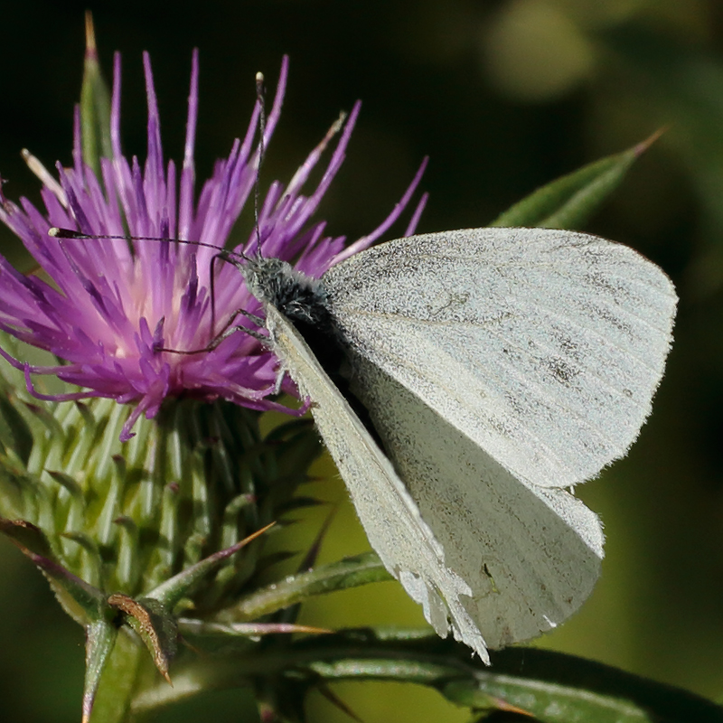 Pieris persis