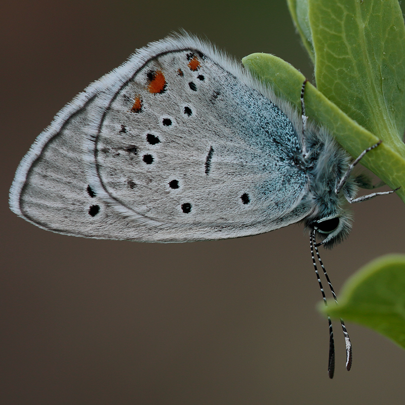 Cyaniris semiargus (bellis)