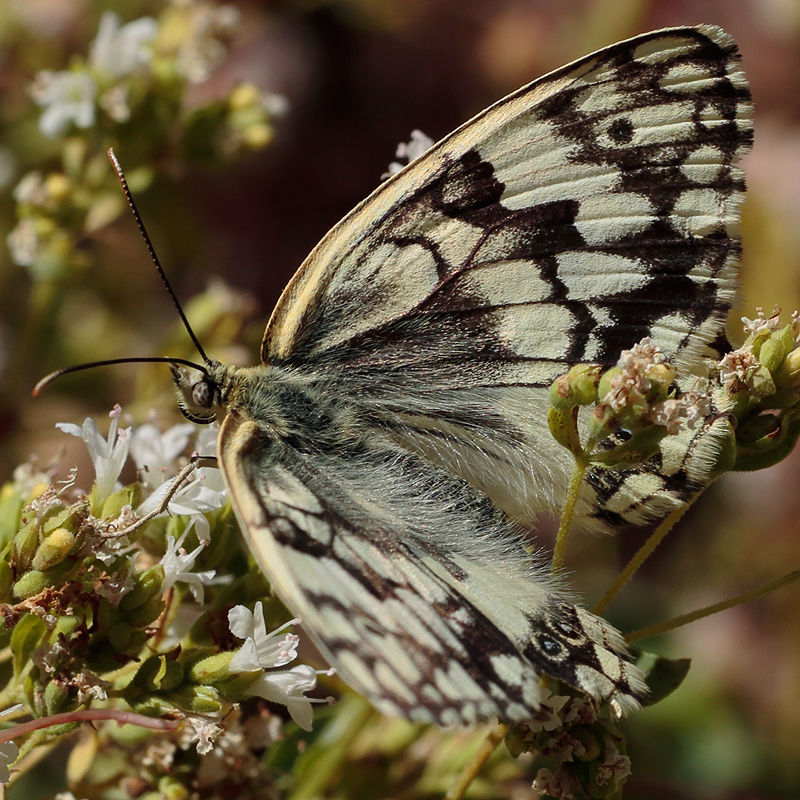 Melanargia larissa