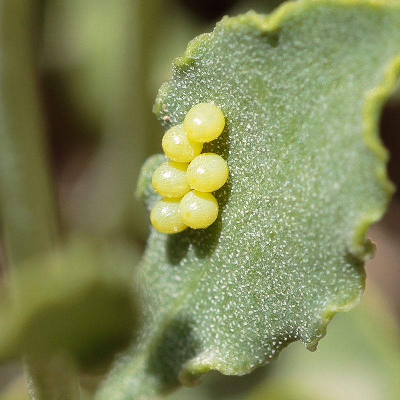 Melitaea persea