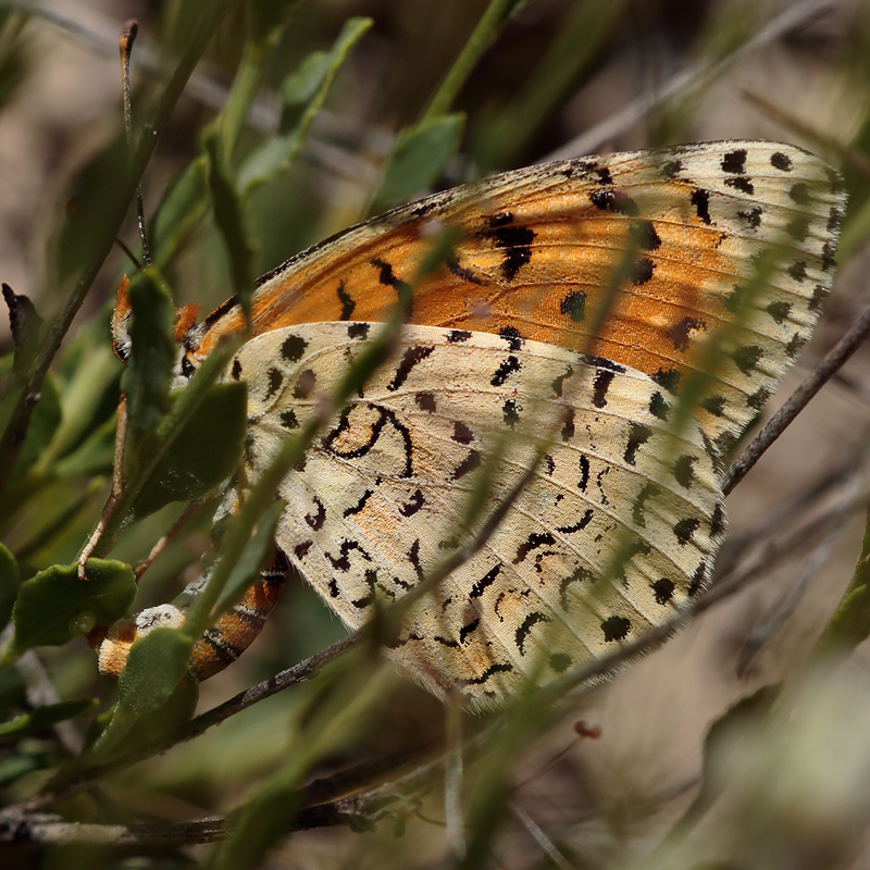 Melitaea persea