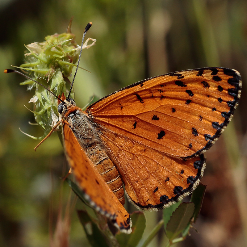 Melitaea persea