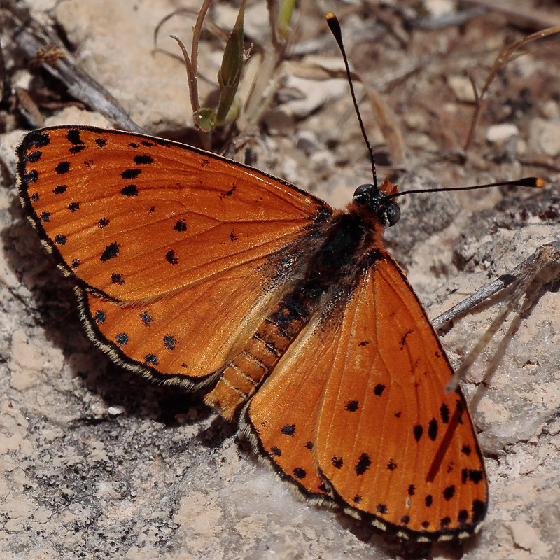 Melitaea persea