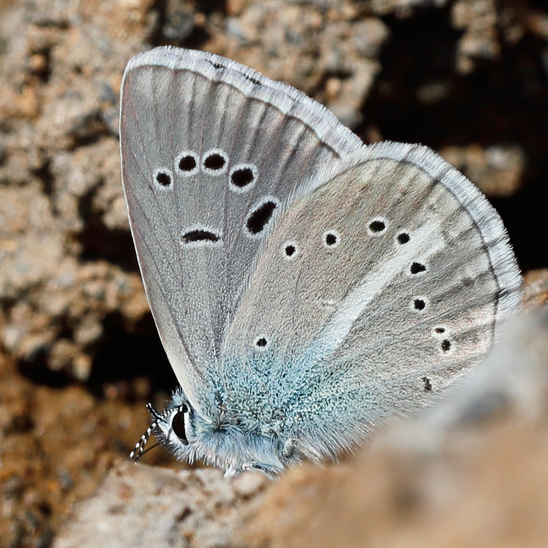 Polyommatus turcicus