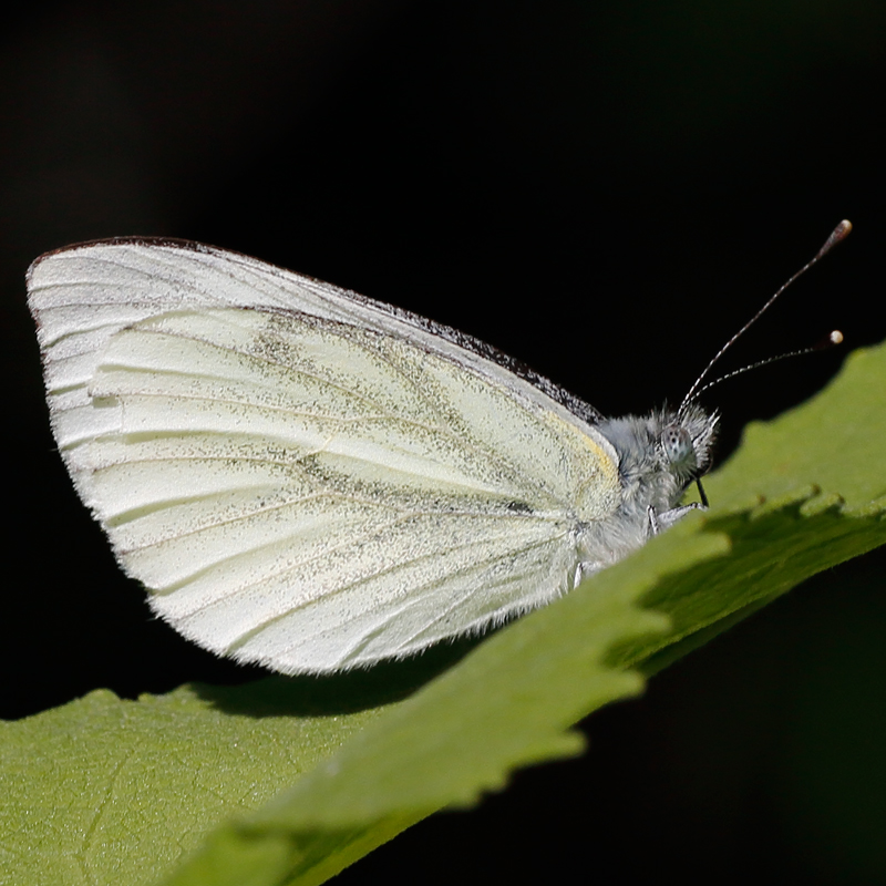 Pieris bowdeni