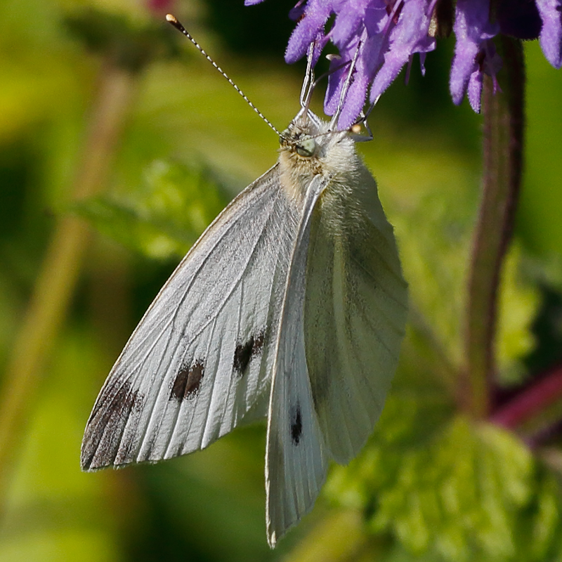 Pieris mannii