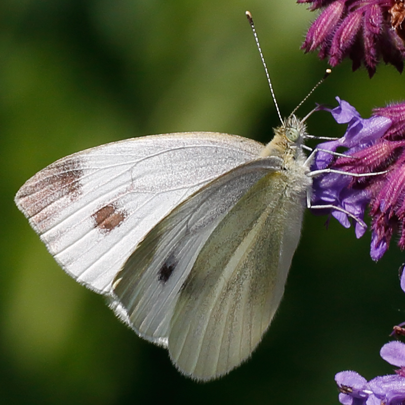 Pieris mannii