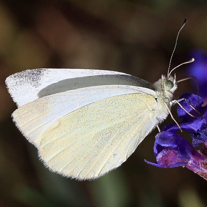 Pieris mannii