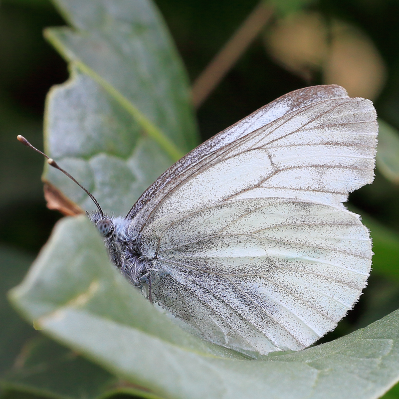 Pieris bowdeni