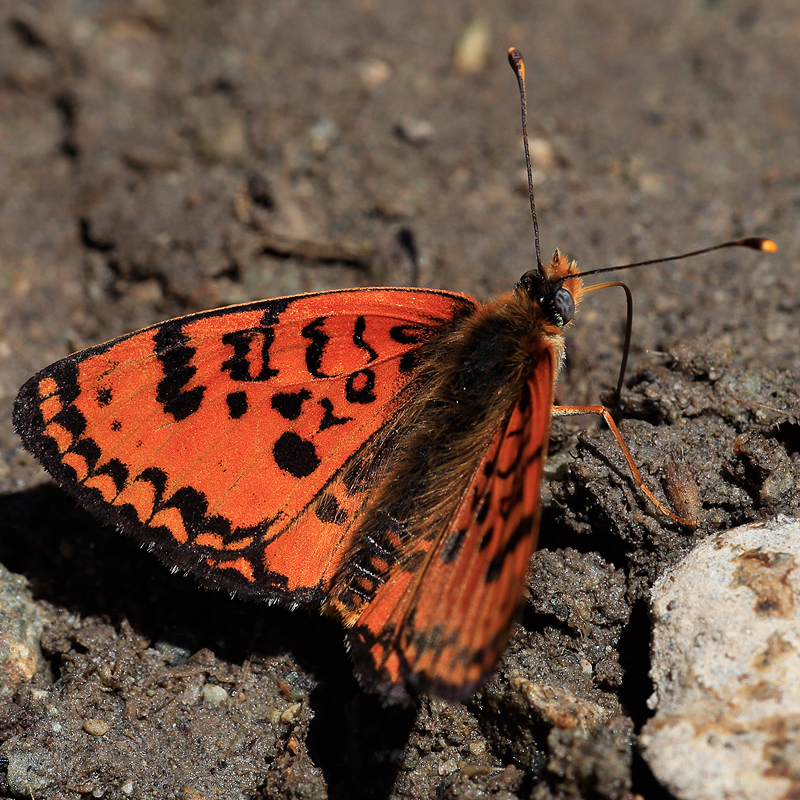 Melitaea interrupta