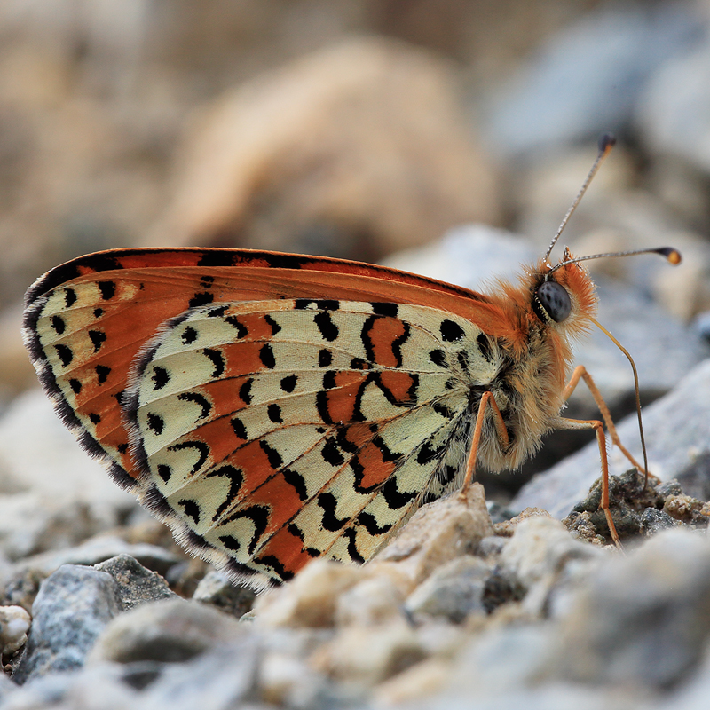 Melitaea interrupta