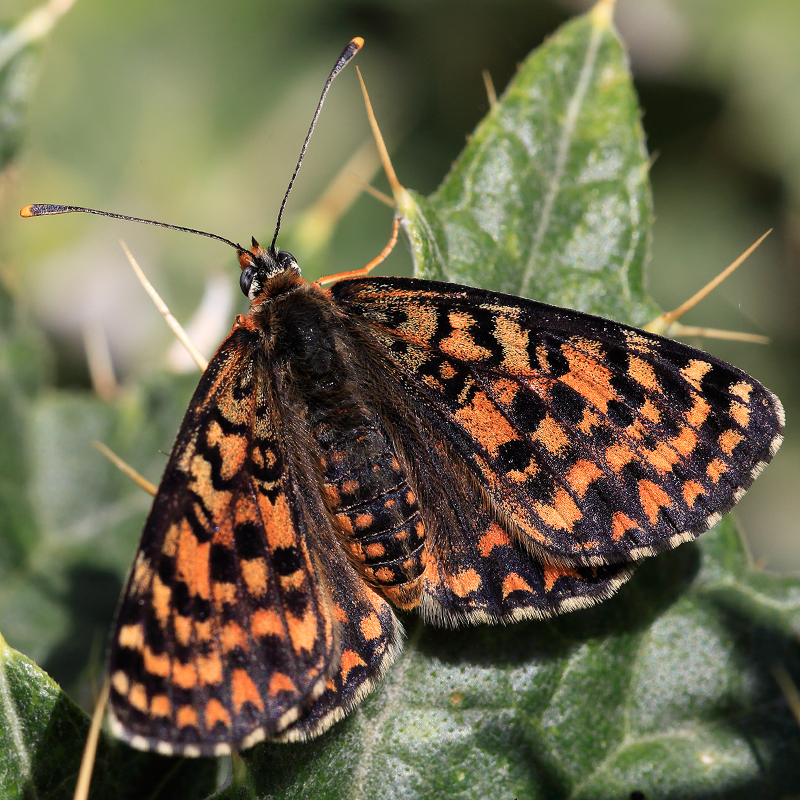 Melitaea interrupta