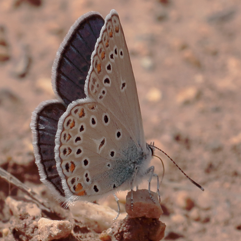 Kretania sephirus (zephyrinus)