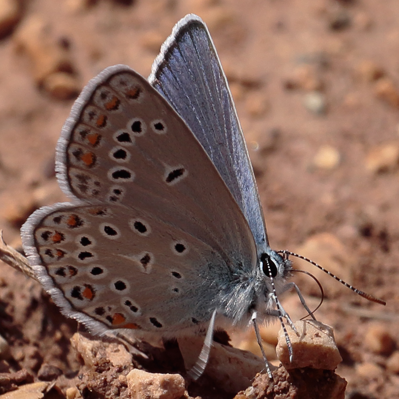 Kretania sephirus (zephyrinus)