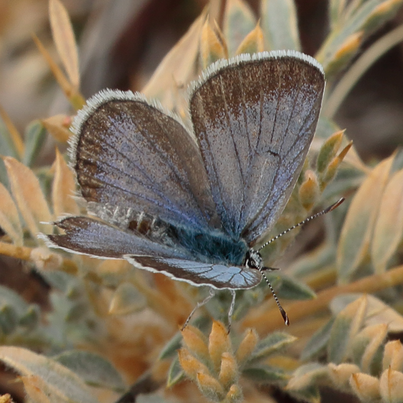 Agriades alcedo