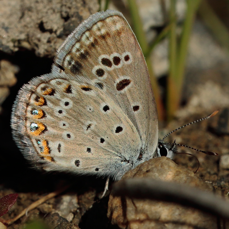 Agriades alcedo