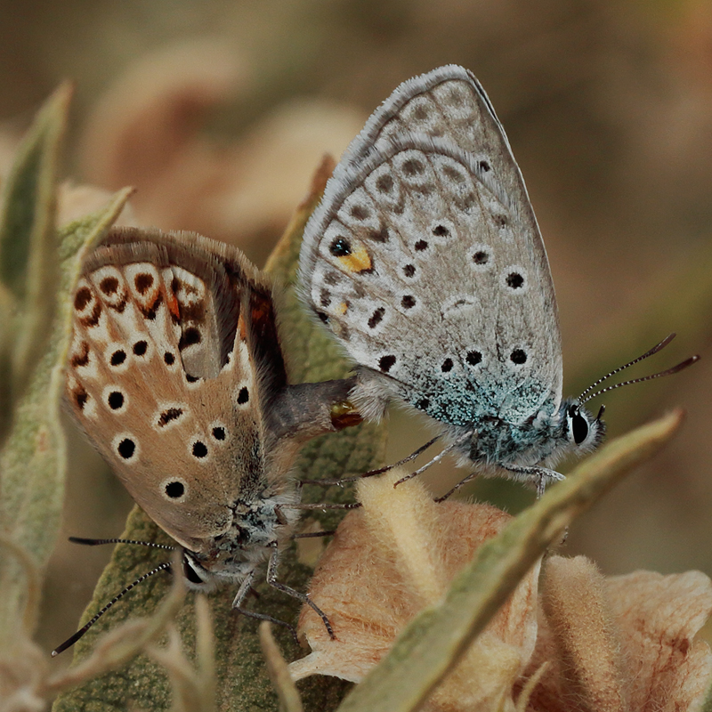 Polyommatus loewii