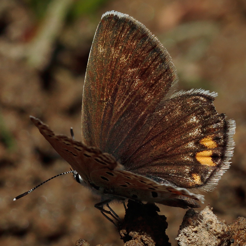 Polyommatus loewii