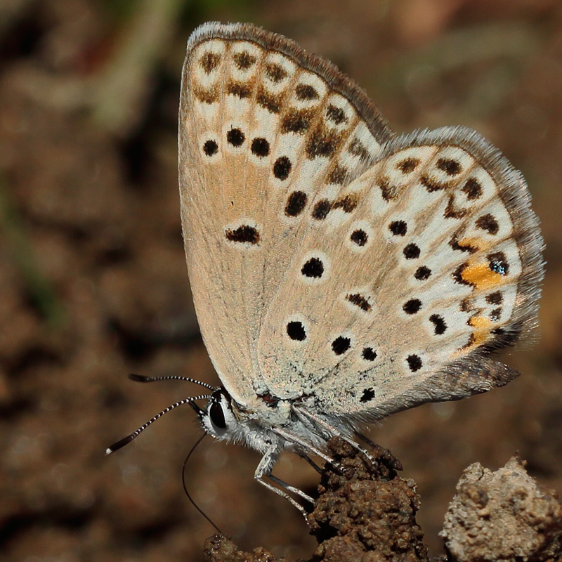 Polyommatus loewii