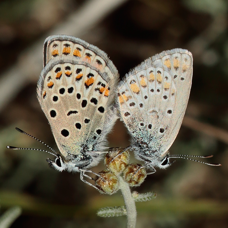 Kretania eurypilus (iranica)