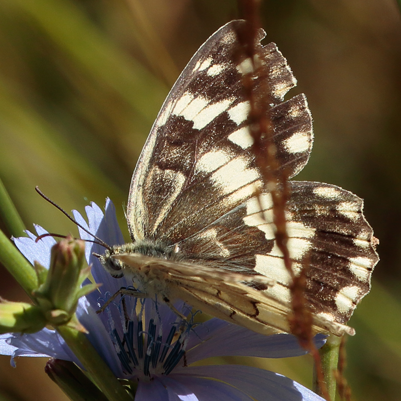 Melanargia hylata