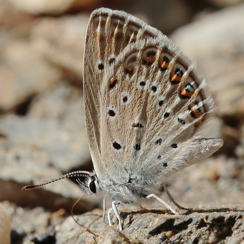 Agriades alcedo