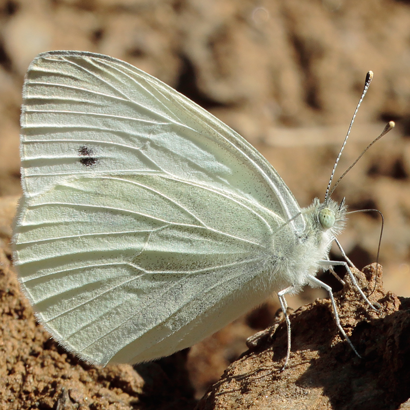 Pieris rapae