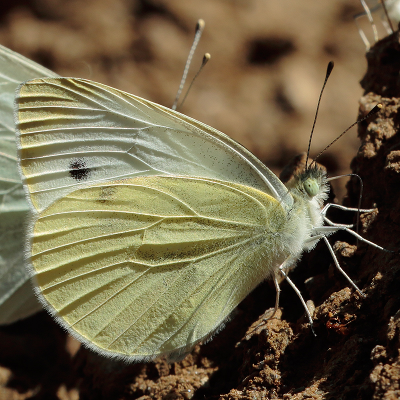 Pieris rapae