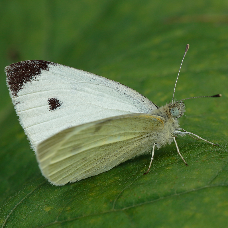 Pieris rapae