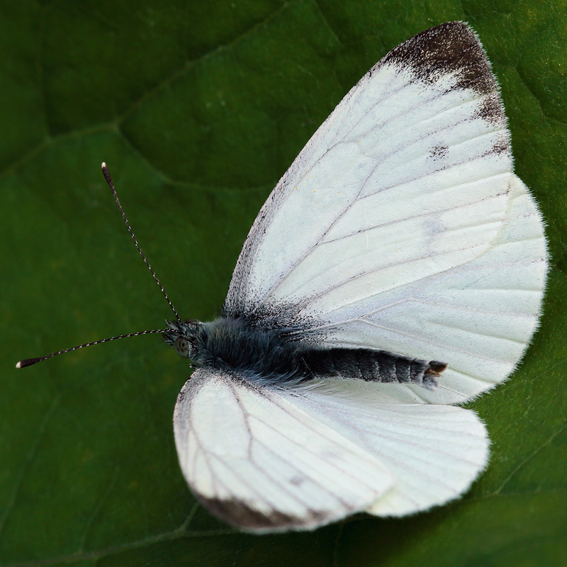 Pieris napi