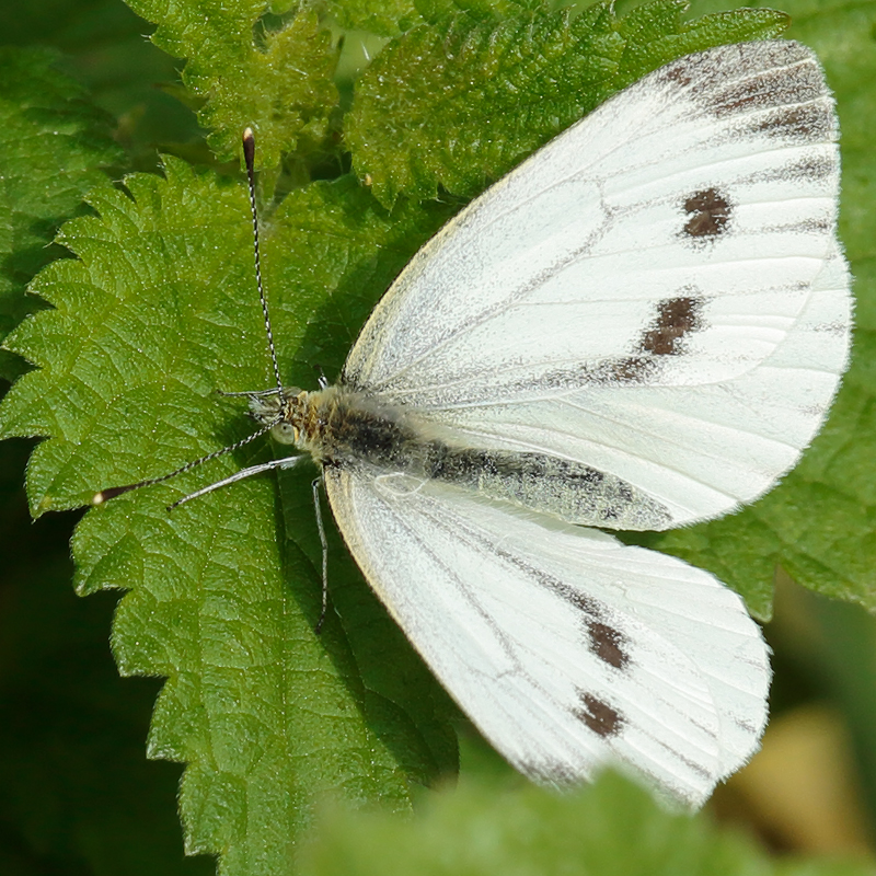 Pieris napi