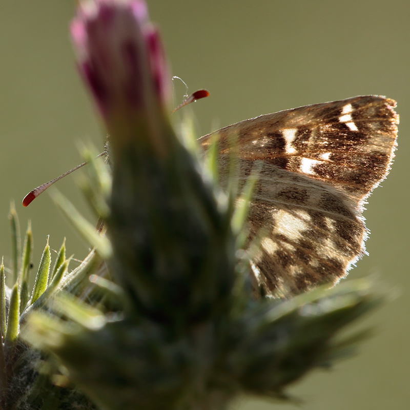 Carcharodus stauderi