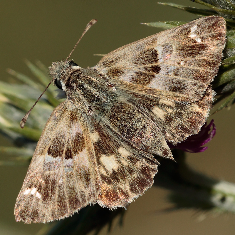 Carcharodus stauderi