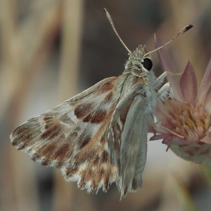 Carcharodus stauderi