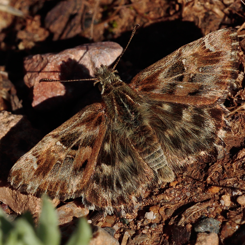 Carcharodus alceae