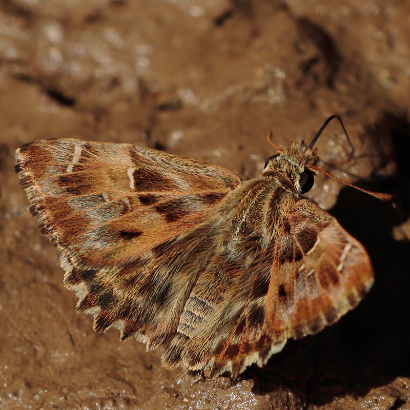 Carcharodus alceae