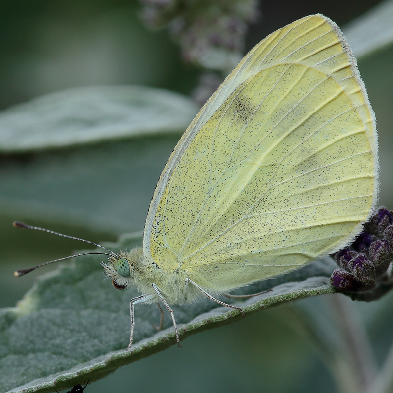 Pieris mannii