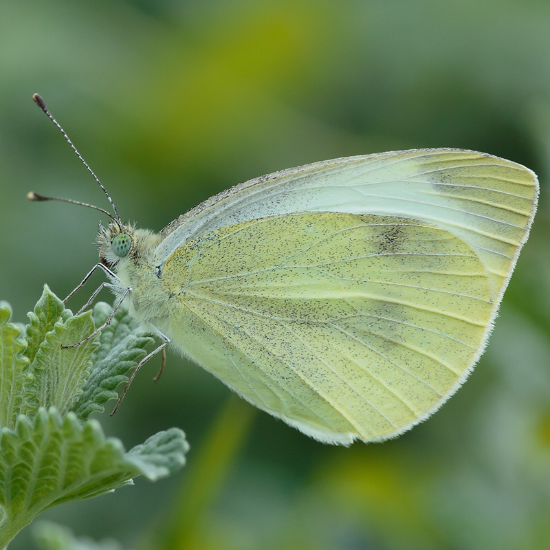 Pieris mannii