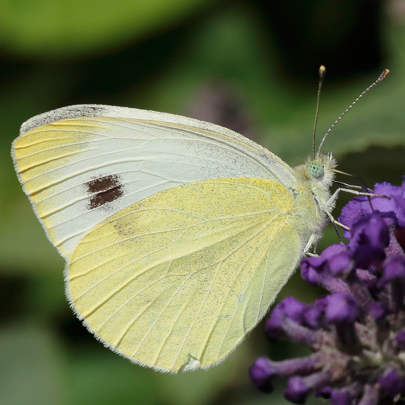 Pieris mannii