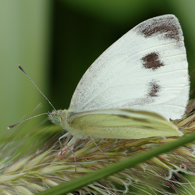 Pieris mannii