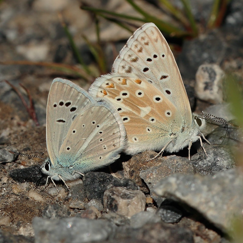 Polyommatus altivagans vaspurakani