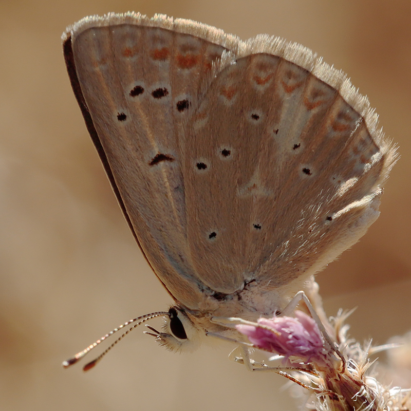 Aricia isauricus