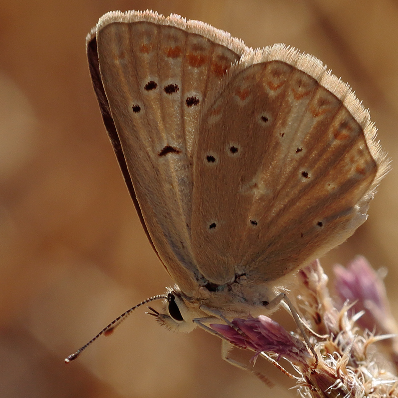 Aricia isauricus