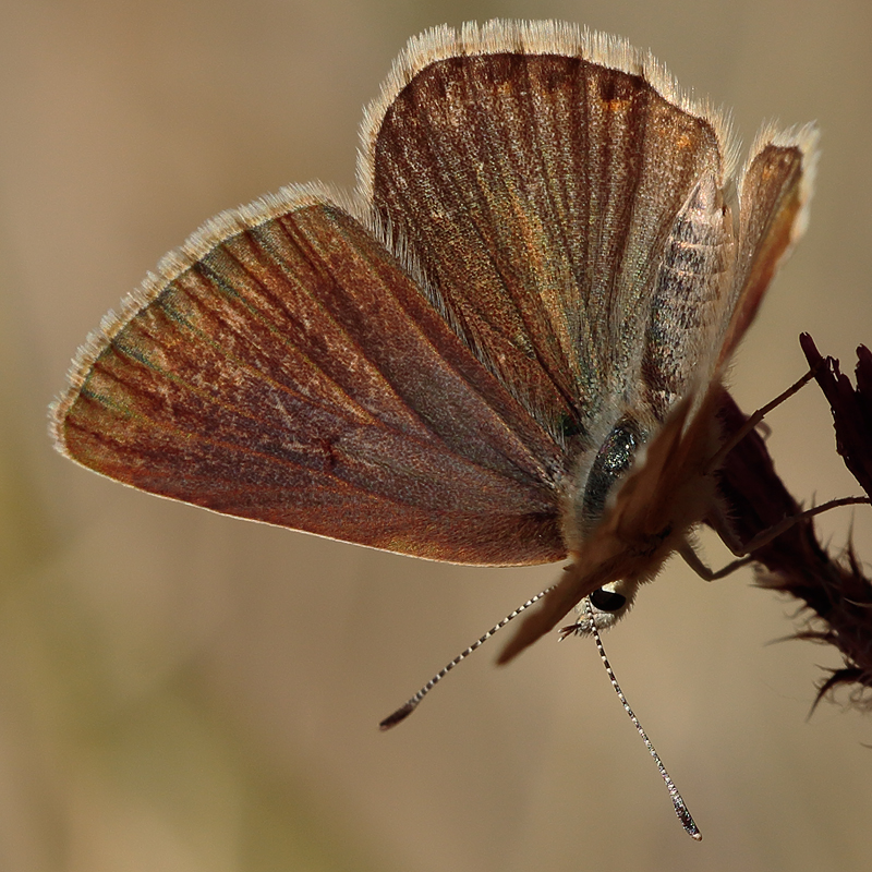 Aricia isauricus