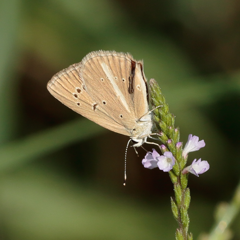 Polyommatus alcestis