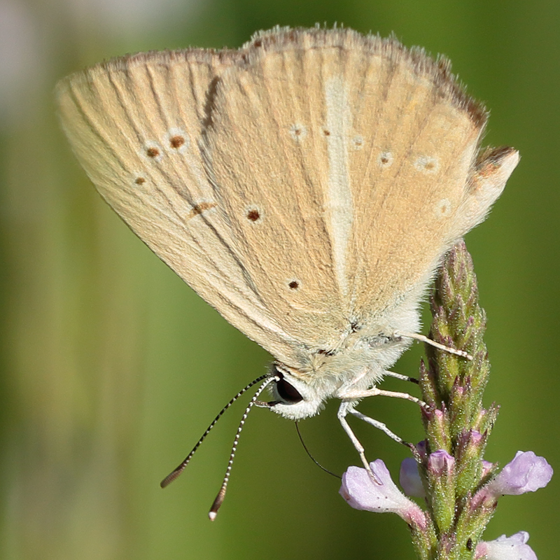 Polyommatus alcestis