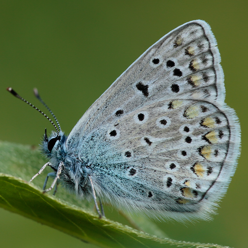 Polyommatus icarus