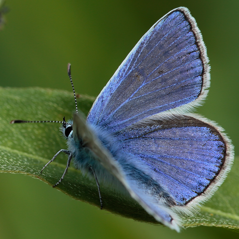 Polyommatus icarus